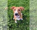 Small #1 Mutt