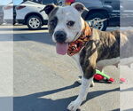 Small #5 Bullboxer Pit