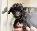 Small Poodle (Miniature)