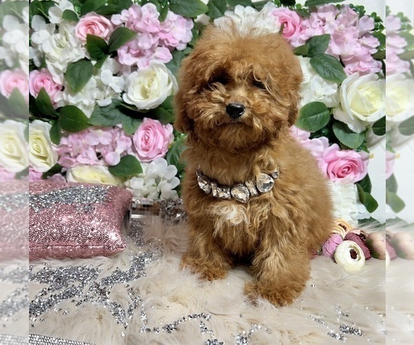 Medium Photo #46 Poodle (Toy) Puppy For Sale in HAYWARD, CA, USA