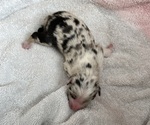 Small #3 Miniature Australian Shepherd