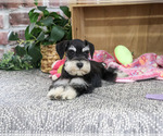 Small #2 Schnauzer (Miniature)