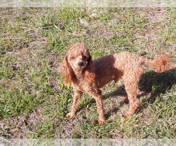 Medium Photo #1 Poodle (Toy) Puppy For Sale in CROSSVILLE, TN, USA