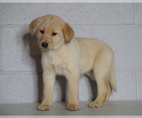 Medium Photo #4 Shepradors Puppy For Sale in FREDERICKSBG, OH, USA