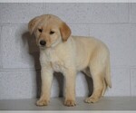 Small Photo #4 Shepradors Puppy For Sale in FREDERICKSBG, OH, USA