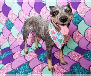 Mutt Dogs for adoption in phoenix, AZ, USA