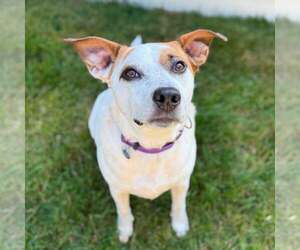 Boochie TX - Female Mutt Dog for Adoption - Photo #22