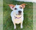 Small Photo #22 Mutt Puppy For Sale in Boonton, NJ, USA