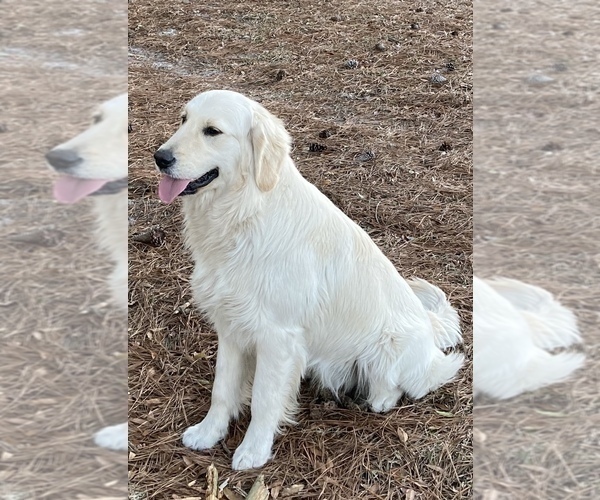 Medium Photo #4 English Cream Golden Retriever Puppy For Sale in BARNWELL, SC, USA