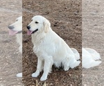Small #3 English Cream Golden Retriever
