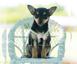 Medium Chihuahua