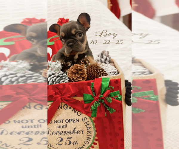 Medium Photo #5 French Bulldog Puppy For Sale in GREENSBORO, NC, USA