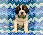 Small Photo #2 Saint Bernard Puppy For Sale in DELTA, PA, USA