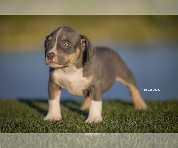 Medium Photo #8 American Bully Puppy For Sale in ARLINGTON, TX, USA
