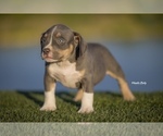 Small Photo #8 American Bully Puppy For Sale in ARLINGTON, TX, USA