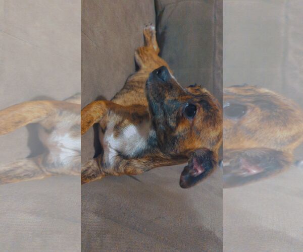 Medium Photo #3 Chihuahua Puppy For Sale in Miami, FL, USA