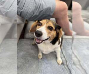 Beagle Dogs for adoption in Atlanta, GA, USA