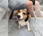 Small Beagle