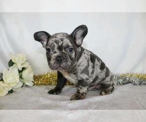 French Bulldog Puppy for sale in FREDERICKSBG, OH, USA