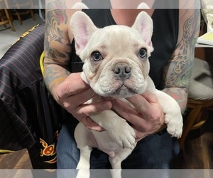 French Bulldog Puppy for sale in SHERWOOD, AR, USA