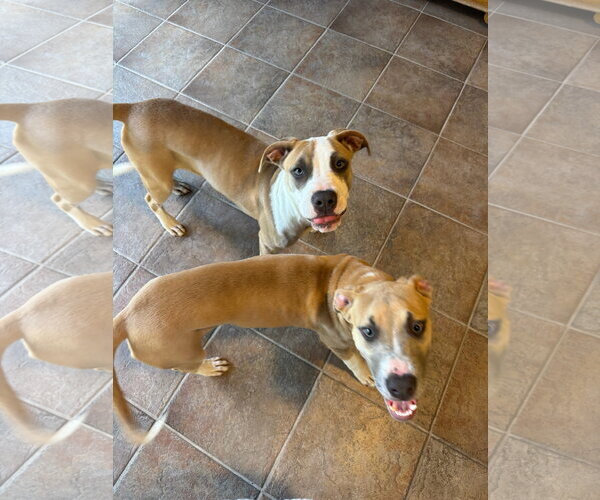 Medium Photo #4 Mutt Puppy For Sale in Orlando, FL, USA