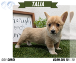 Small #10 Pembroke Welsh Corgi