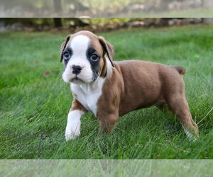 Boxer Puppy for sale in SHIPSHEWANA, IN, USA