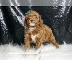 Small Photo #78 Poodle (Miniature) Puppy For Sale in WARSAW, IN, USA