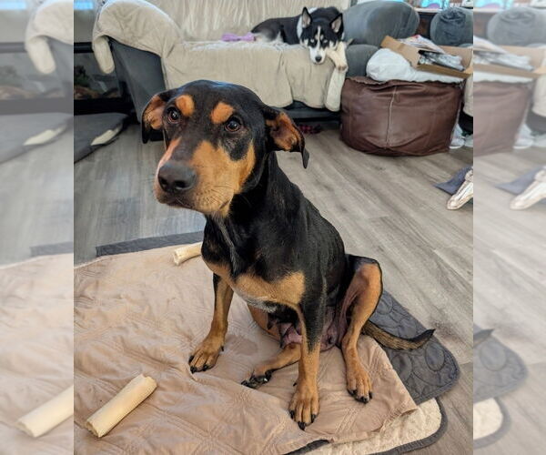 Medium Photo #10 Rotterman Puppy For Sale in Lakewood, CO, USA