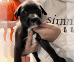 Small #2 Labrador Retriever