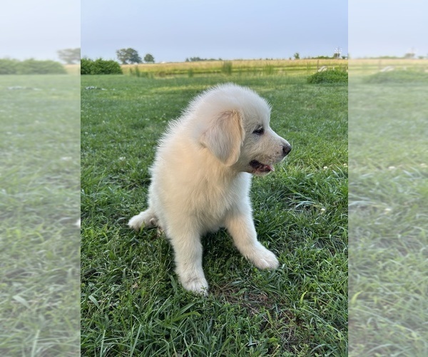 Medium Photo #7 Great Pyrenees Puppy For Sale in MARSHVILLE, NC, USA