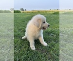 Small #1 Great Pyrenees