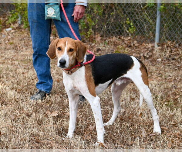 Medium Photo #4 American Foxhound Puppy For Sale in Glen Allen, VA, USA