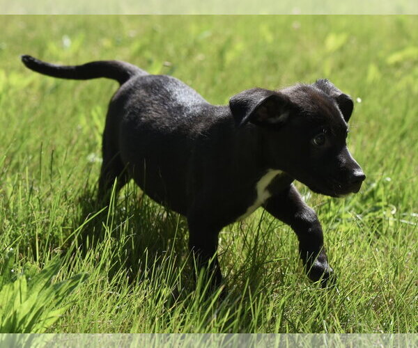 Medium Photo #2 Shepweiller Puppy For Sale in Mechanicsburg, PA, USA