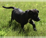 Small #1 Shepweiller