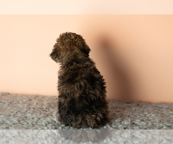 Medium Photo #7 Poodle (Miniature) Puppy For Sale in MILLERSBURG, IN, USA