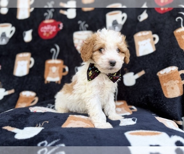 Medium Photo #3 Cavapoo (Miniature) Puppy For Sale in LAKELAND, FL, USA