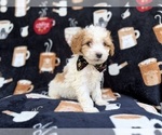 Small #2 Cavapoo (Miniature)
