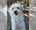 Small #1 Maltese Mix