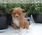 Small #4 Cavapoo (Miniature)-Poodle (Toy) Mix