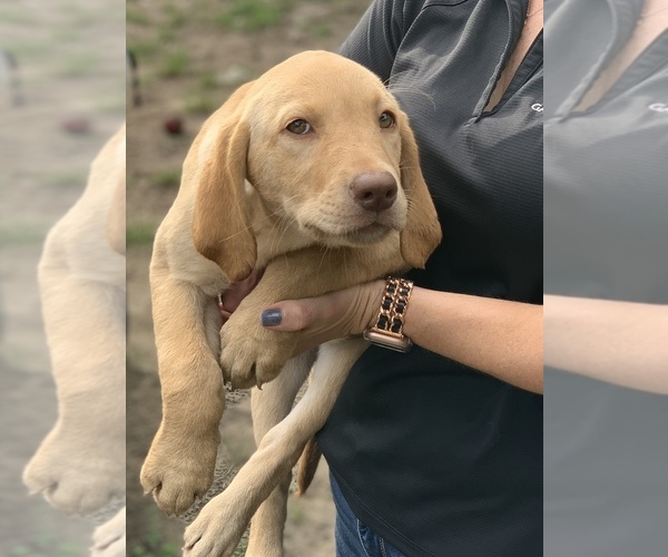 Medium Photo #1 Labrador Retriever Puppy For Sale in MIMS, FL, USA