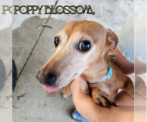 Medium Photo #5 Dachshund Puppy For Sale in San Antonio, TX, USA