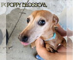 Small #4 Dachshund