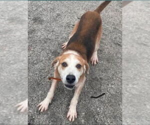 Beagle-Unknown Mix Dogs for adoption in Fairfax, VA, USA