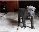 Small Photo #9 Cane Corso Puppy For Sale in PALMDALE, CA, USA
