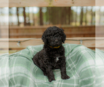 Small Photo #17 Goldendoodle Puppy For Sale in GREENBRIER, AR, USA