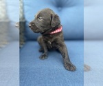 Small #5 Labradoodle