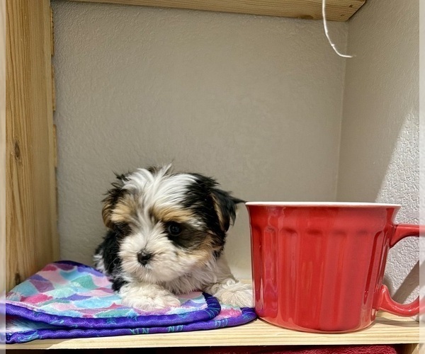 Medium Photo #3 Morkie Puppy For Sale in CASSVILLE, MO, USA