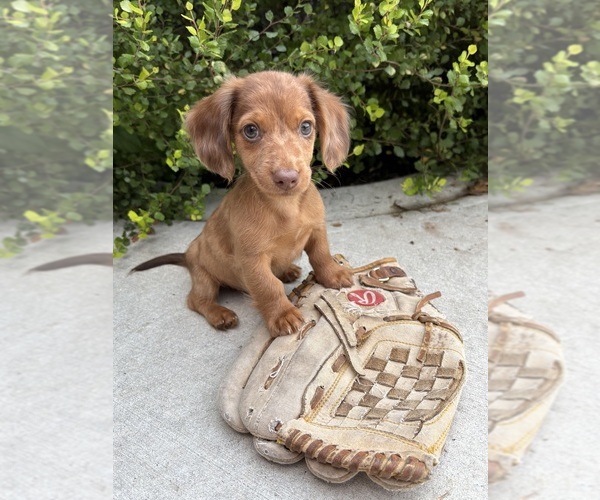 Medium Photo #1 Dachshund Puppy For Sale in MIDDLEBURY, IN, USA