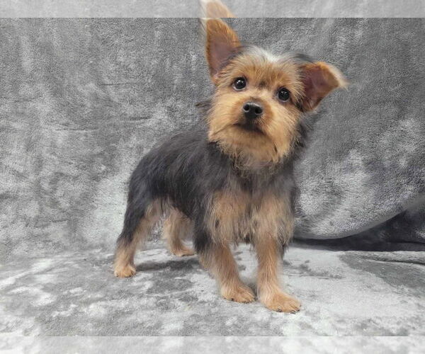 Medium Photo #1 Mutt Puppy For Sale in Lincolnwood, IL, USA